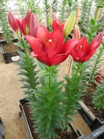 [5655 VZ H07 5609-03 Redstone No01.JPG]